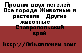 Продам двух нетелей - Все города Животные и растения » Другие животные   . Ставропольский край